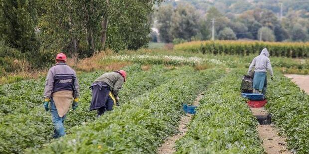 Truffa all’Inps con falsi braccianti dipendenti di un’impresa agricola, sequestro di beni nel Reggino
