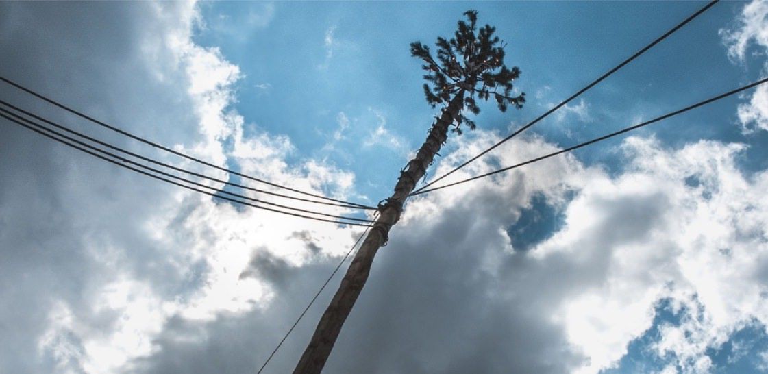 “A ‘Ntinna”, un documentario sulla festa arborea di Martone