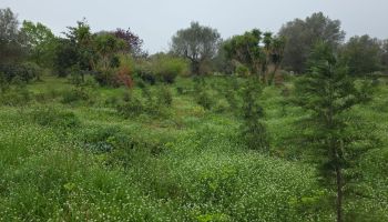 Vibo, Mangialavori attacca l’amministrazione Romeo: «Parco urbano in condizioni indecenti, vergogna»