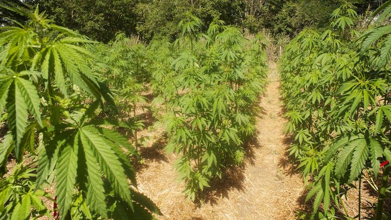 Uno studio calabrese rivela: la cannabis legale non conviene alla ‘ndrangheta