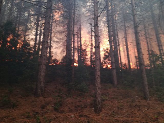 Ha origine dolosa l’incendio di Ferragosto nel Parco del Pollino – VIDEO