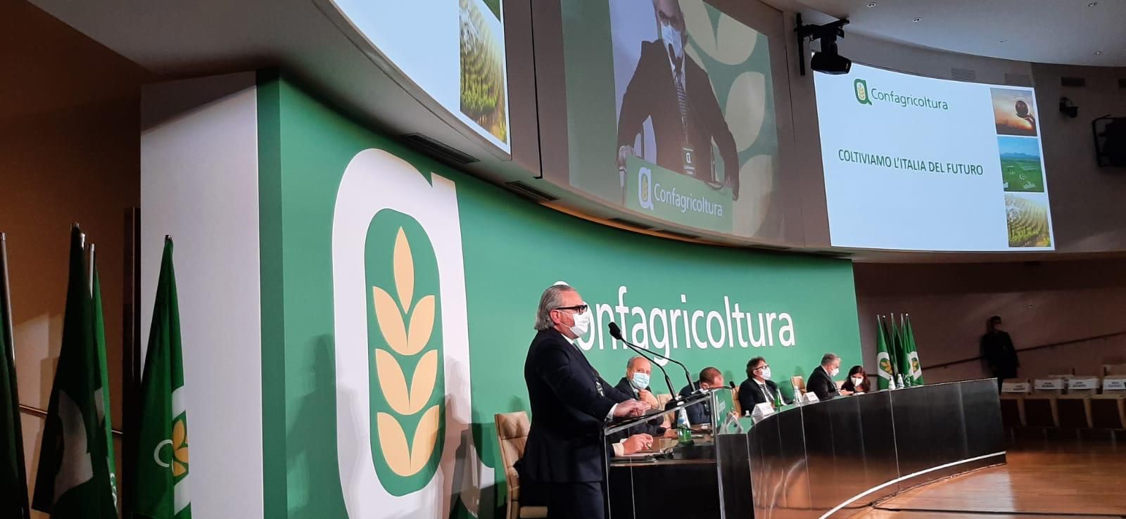 Nuova riforma Pac, Statti: «Immediati correttivi per evitare il tracollo del sistema olivicolo»