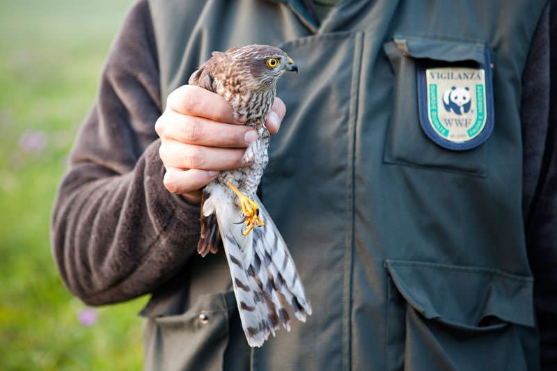 Bracconaggio, 8 condanne a Reggio