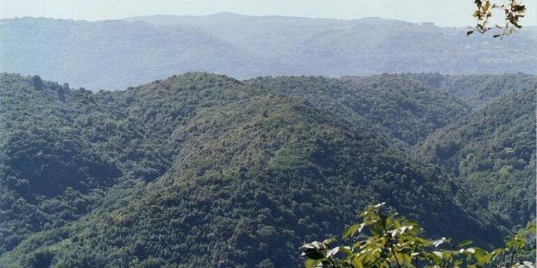 Italia Nostra, sventato il pericolo pale eoliche nel bosco delle Serre Vibonesi