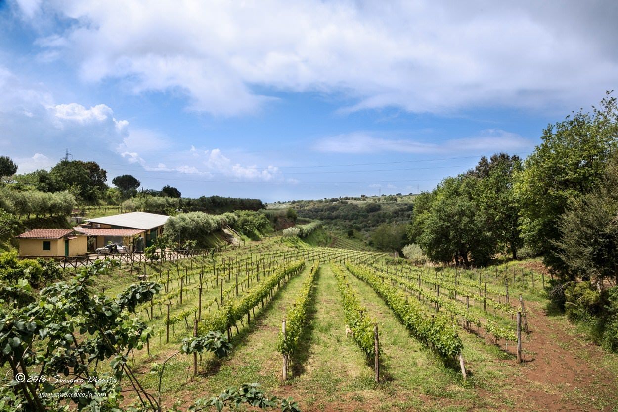 Lo Zibibbo delle cantine Benvenuto conquista il New York Times