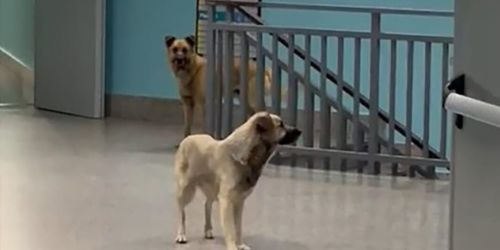 Quei due cani a spasso nel disastro della (mala)sanità