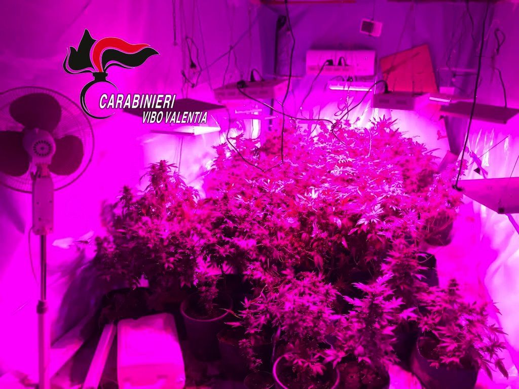 Scoperti a irrigare piantagione di cannabis, in manette