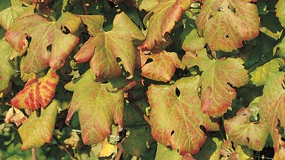 Confagricoltura: flavescenza dorata, decreto importante ma servono più risorse