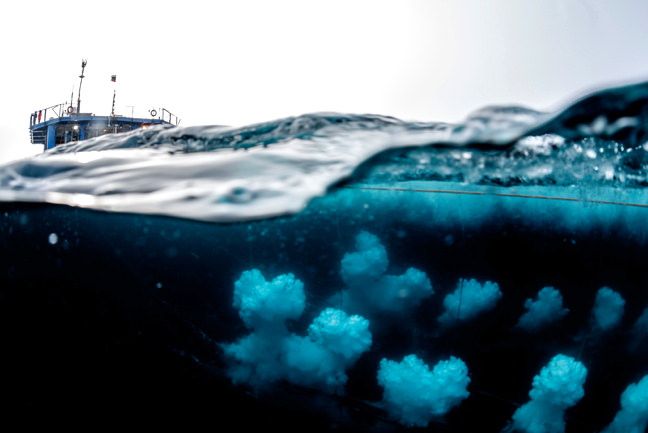 Crotone, l'allarme di Pugliese: «Il governo autorizza l’Air gun nel nostro mare»