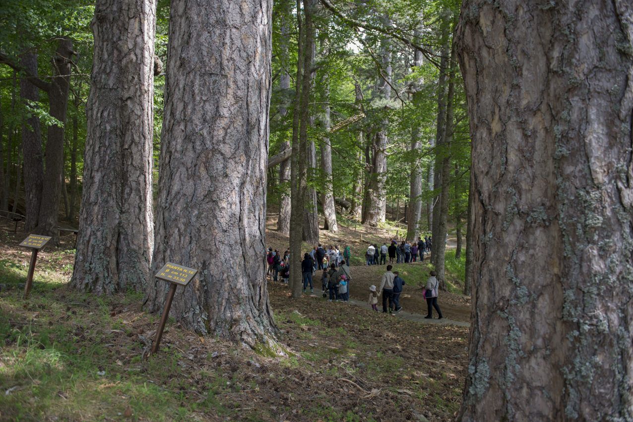 #ItaliaMiPiaci, l'iniziativa del Fai coinvolge anche i Giganti della Sila
