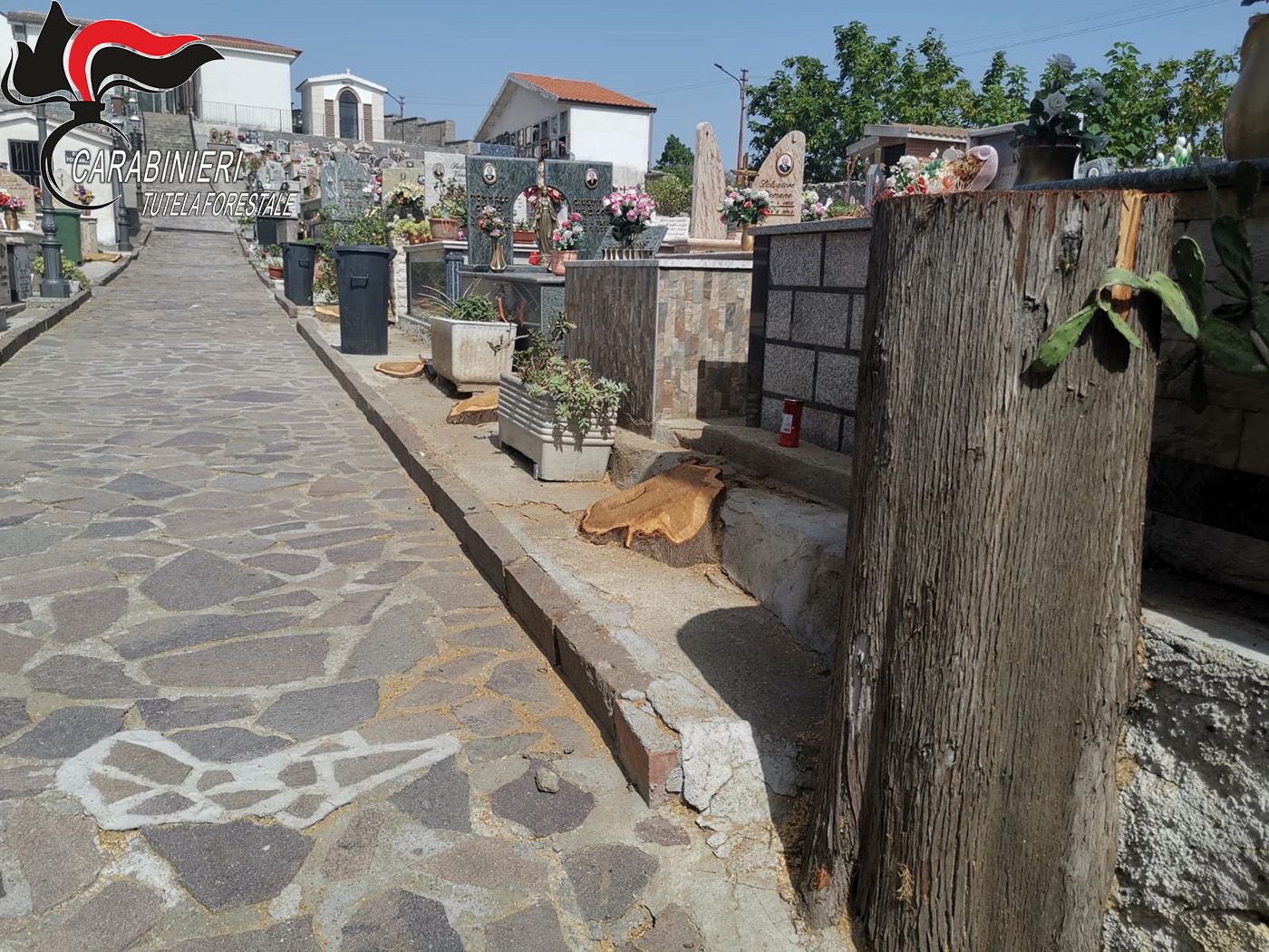 Caloveto, taglio di alberi al cimitero: una denuncia