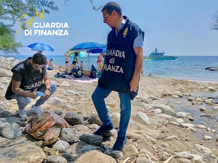 Tartaruga ferita sulla spiaggia soccorsa e salvata nel Vibonese