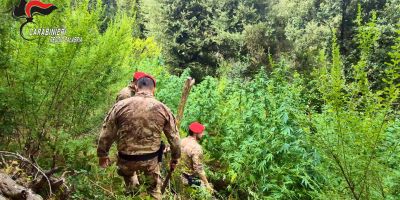 Boschi dell’Aspromonte e delle Preserre per coltivare marijuana, scoperte 5 piantagioni: due arresti – VIDEO