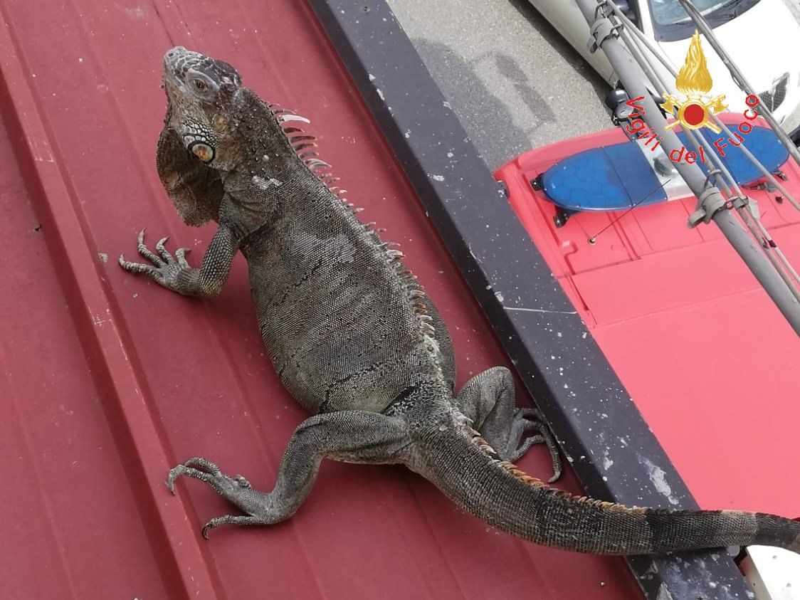 Iguana “fugge” da casa a Lamezia, recuperata dai vigili del fuoco
