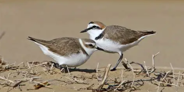 Tre comuni calabresi approvano la delibera “Salvafratino”