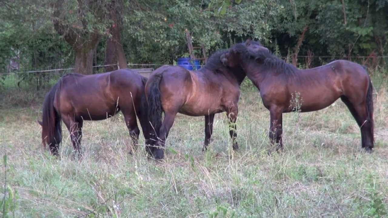 Cirò Marina, 5 cavalli uccisi a colpi di fucile