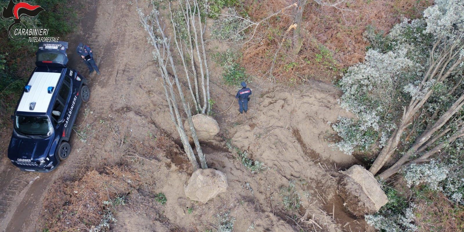 San Nicola da Crissa, estirpano abusivamente alberi di leccio.  Segnalati dall’Arma