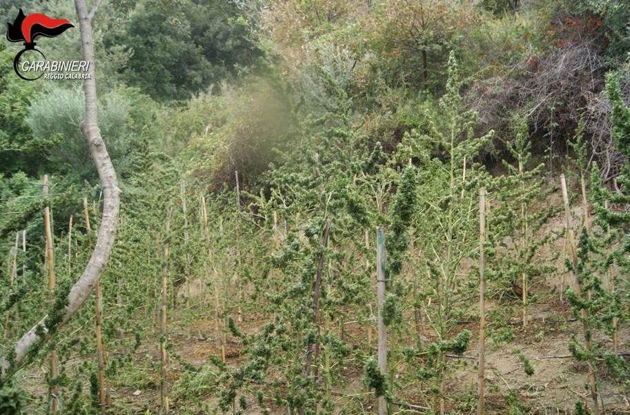 Placanica, i carabinieri individuano una piantagione di canapa