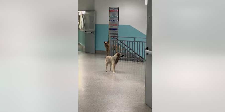 Cani randagi passeggiano indisturbati tra i reparti dell’ospedale di Lamezia. La denuncia di Gianturco – VIDEO