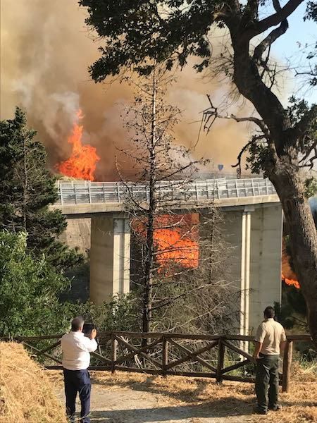 Catanzaro, qualcuno voleva distruggere il Parco della biodiversità – VIDEO