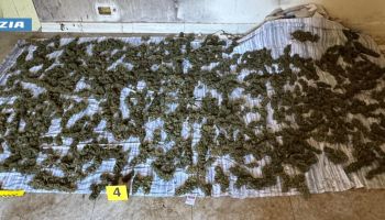 Oltre 8 chili di marijuana nascosti in casa e stesi ad asciugare sul pavimento. Un arresto a Sinopoli
