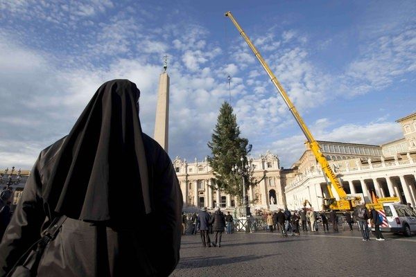 Innalzato l'albero di Natale donato al Papa