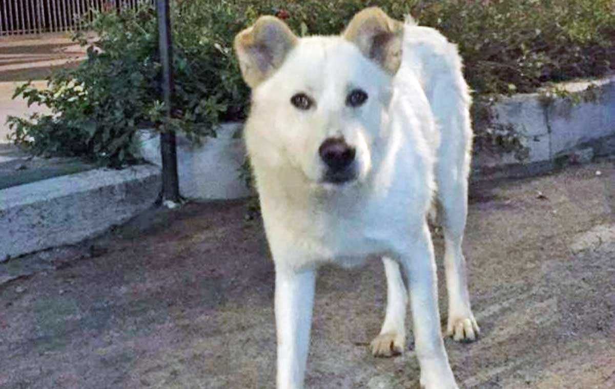 Più di un anno di carcere per gli aguzzini del cane Angelo