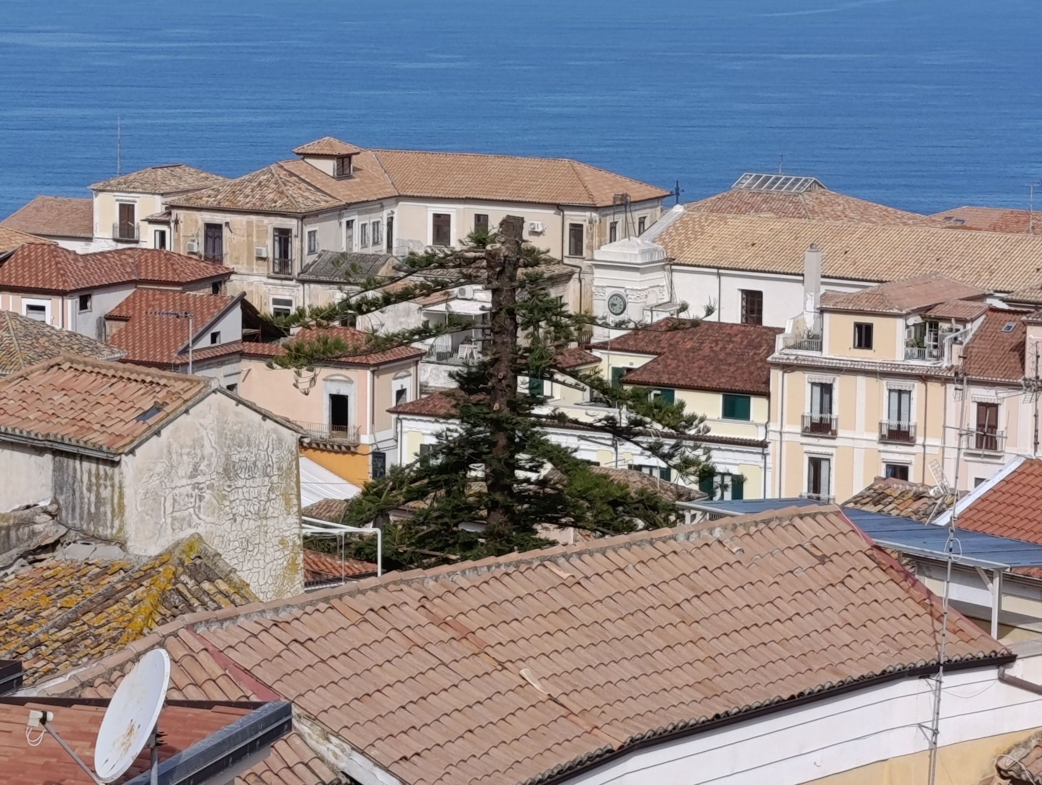 Albero secolare tagliato a Pizzo, era tra i simboli della città. Il Comune ferma tutto: «Fatto gravissimo»