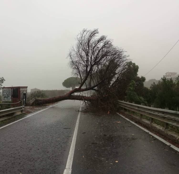 MALTEMPO 4/ Albero cade sulla carreggiata, chiusa la Statale 106 ad Amendolara