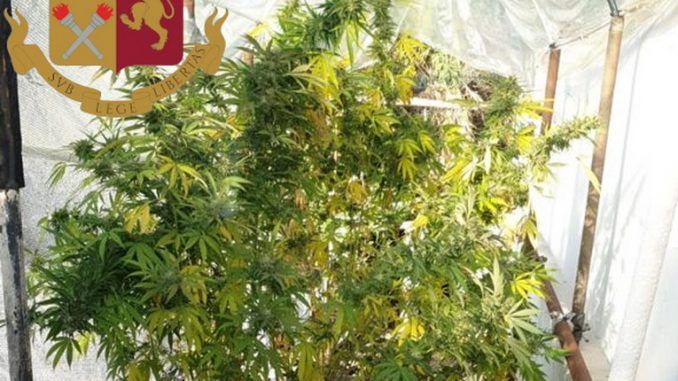 Roma, sequestrati 13 chili di marijuana: arrestato 53enne di Catanzaro