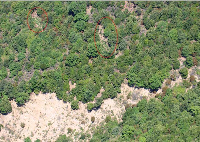 Tre piantagioni di cannabis individuate in Aspromonte