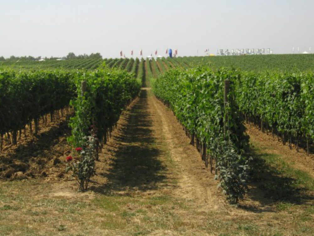 Week end nei vigneti, Mtv Calabria rilancia l'enoturismo