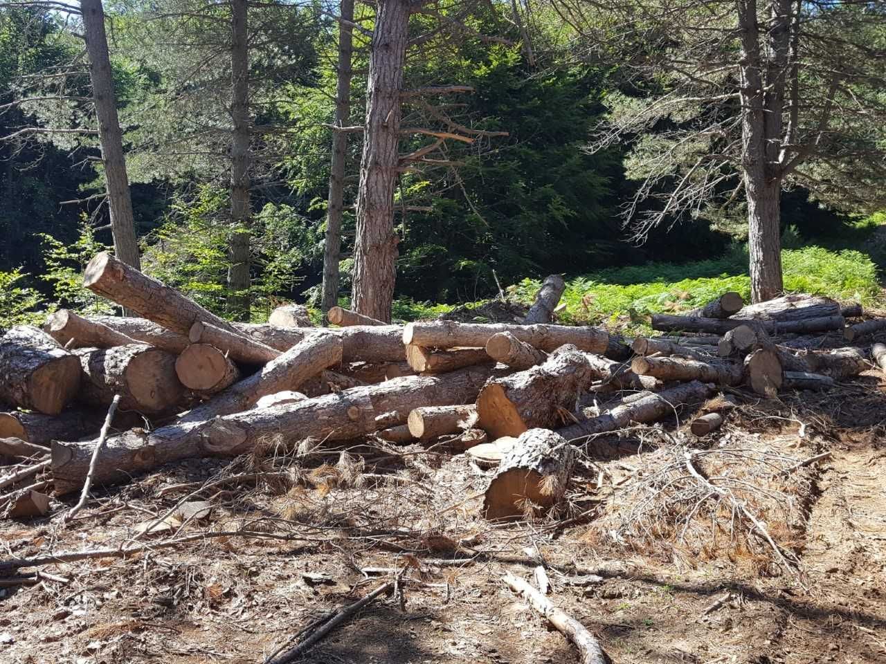 Parco dell’Aspromonte, taglio abusivo in un bosco