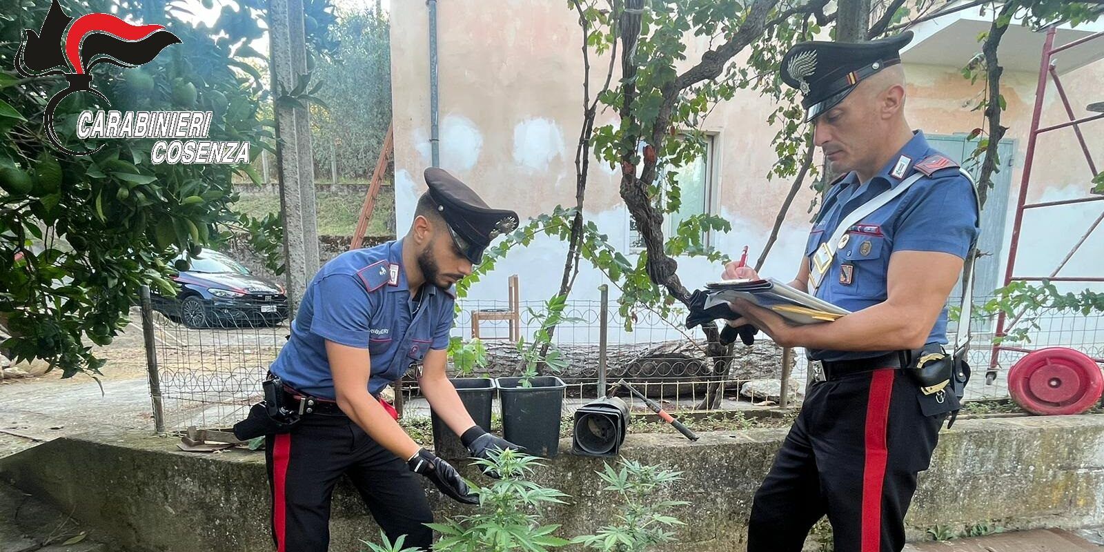 Campagna antidroga nel cosentino, una denuncia e sette segnalazioni