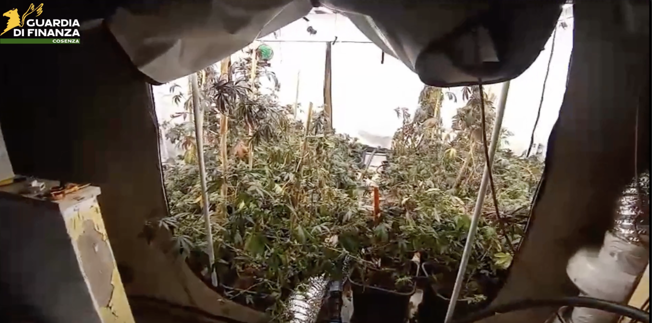 Laboratorio della droga a Cetraro, scoperta serra con 170 piante di marijuana dal valore di un milione di euro – VIDEO