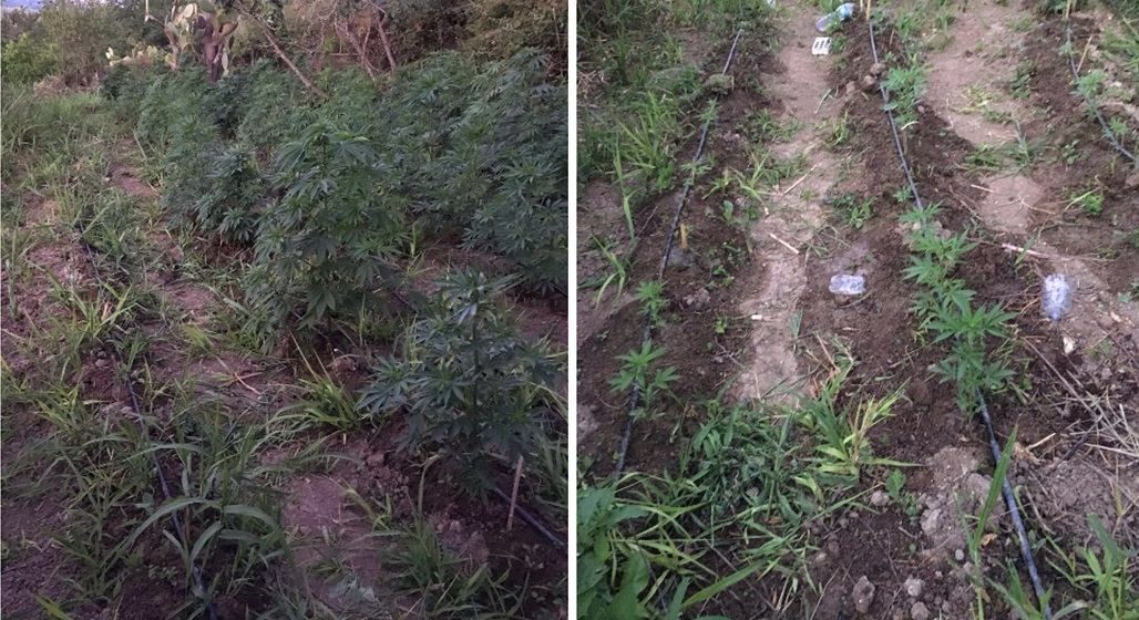 Irrigava 150 piante di marijuana, arrestato 36enne nel Vibonese