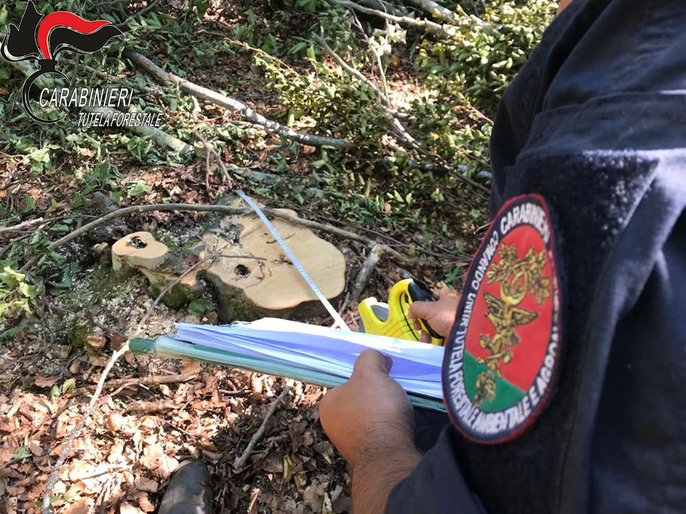 Lavora (in nero) col reddito di cittadinanza, denunciato 33enne nel Cosentino