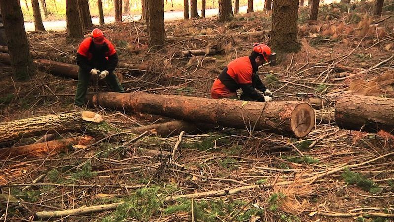 Fondi forestazione, Oliverio: trattativa con il governo