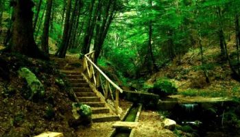 Sostenibilità, innovazione e competitività: il futuro dell’agricoltura e della forestazione in Calabria