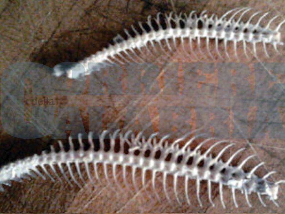 Tonnetti contaminati, Presa diretta sul Tirreno