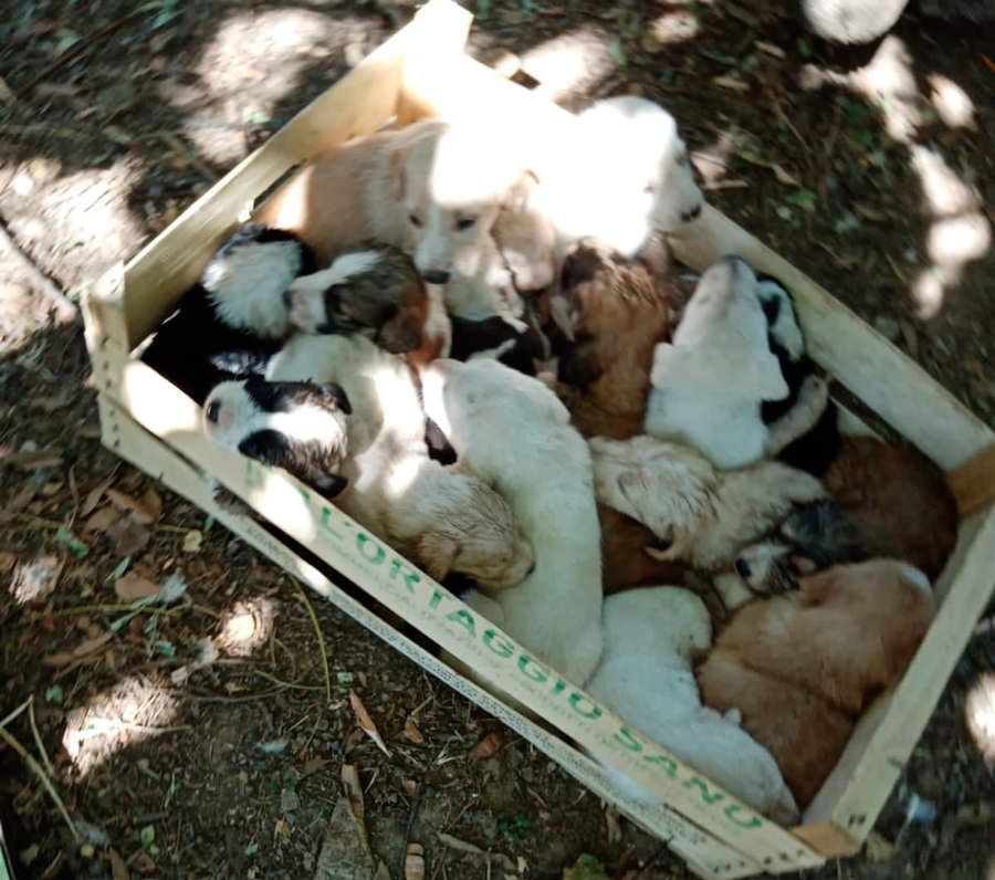 Corigliano Rossano, diciassette cuccioli abbandonati cercano casa – VIDEO