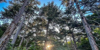 Calabria, la regione ricca di boschi ma con città “nemiche” degli alberi