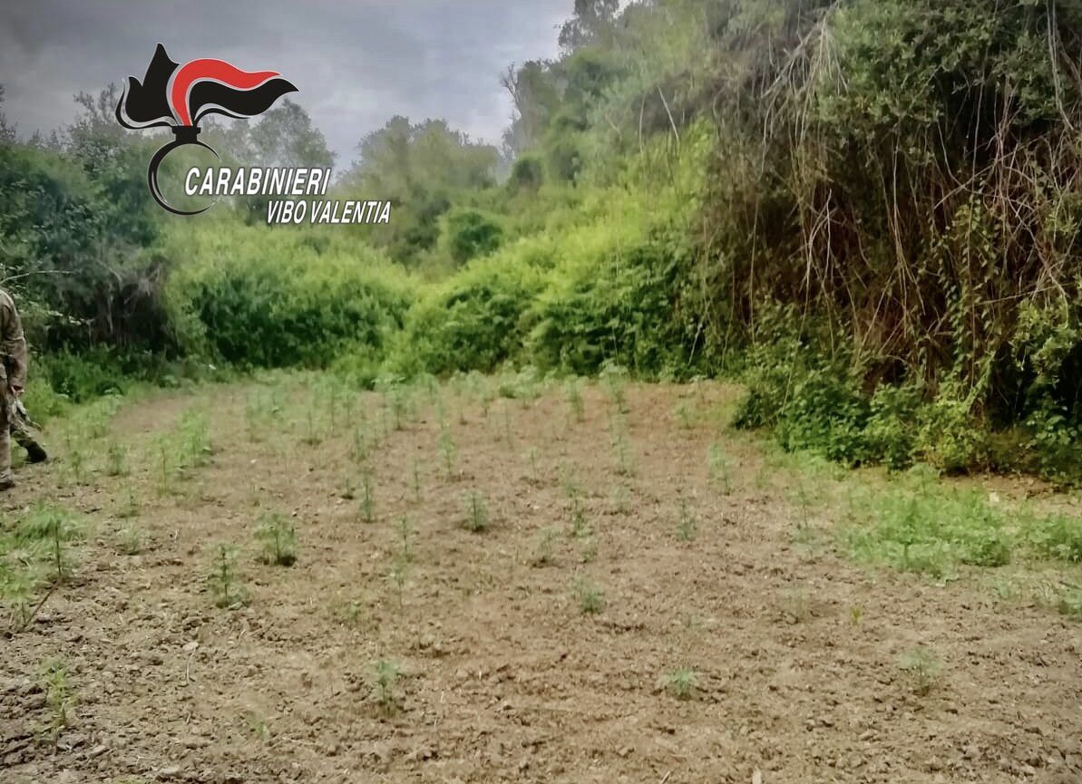 Rivenuta nel Vibonese una piantagione di canapa: avrebbe fruttato 200mila euro