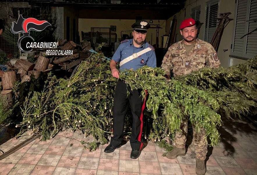 Sequestrati 56 kg di marijuana e un essiccatoio, 2 arresti