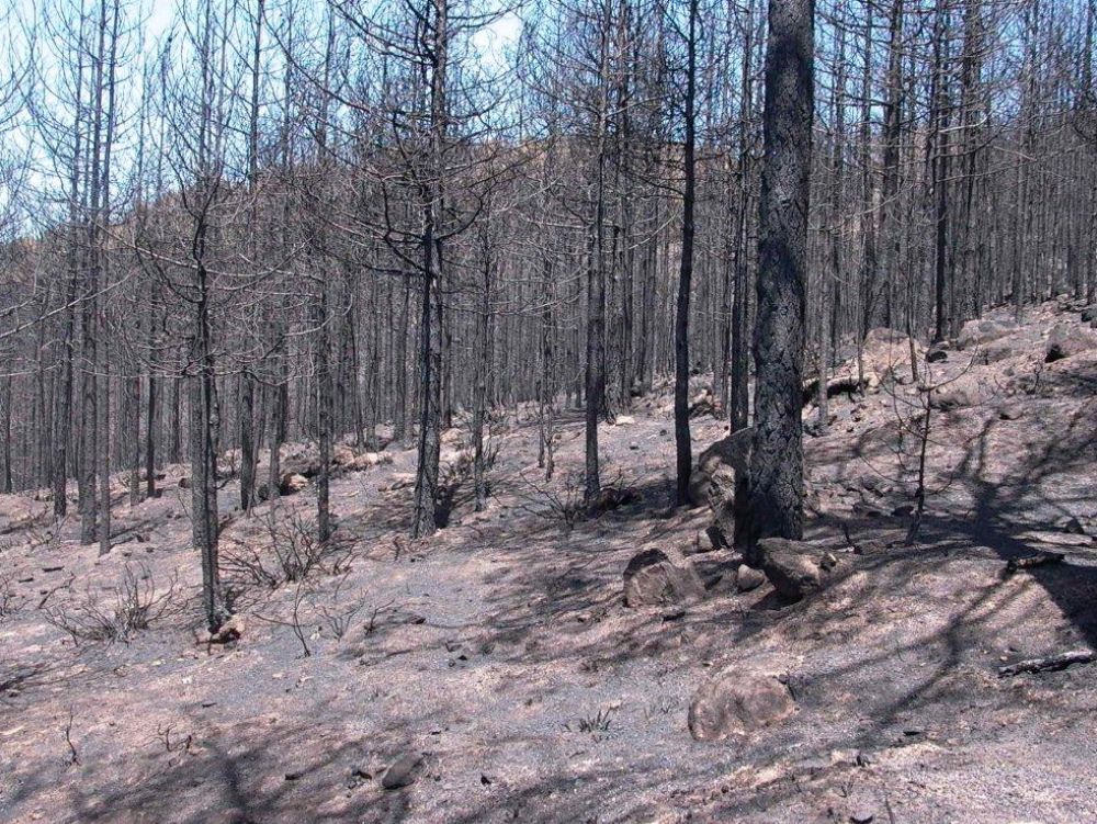 Incendi boschivi e la firma “fantasma”