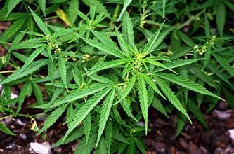 Scoperta una piantagione di marijuana sulle rive del Mesima