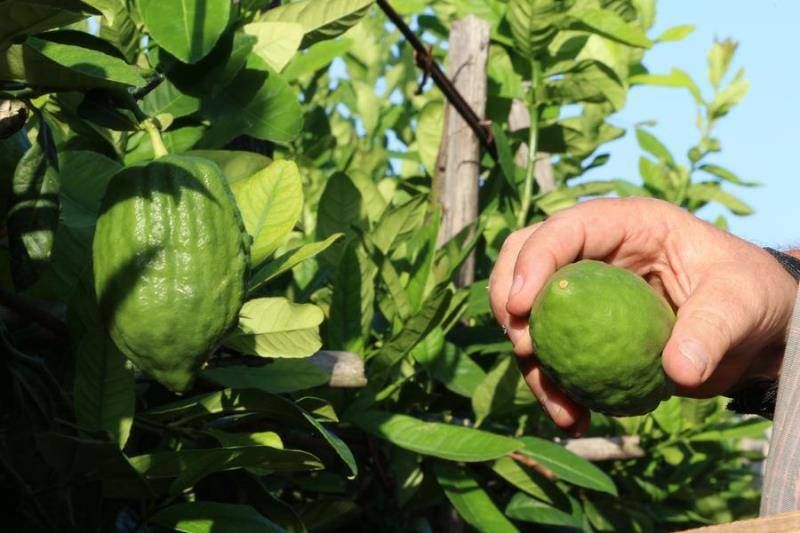Nomine del Consiglio, il pasticcio del revisore del cedro