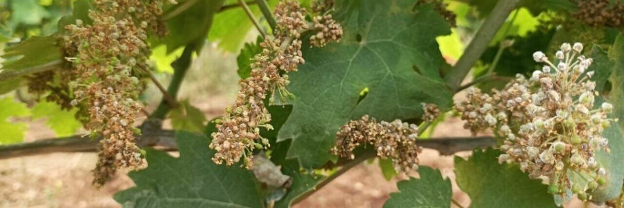 Emergenza peronospora, Confagricoltura: «Subito ristori alle aziende»