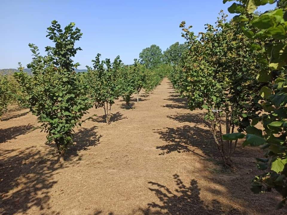 “Il borgo della nocciola”: a Cardinale nuove opportunità per la Tonda di Calabria bio