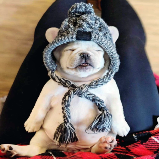 «Lettera di un cane alla signora che voleva farlo benedire»